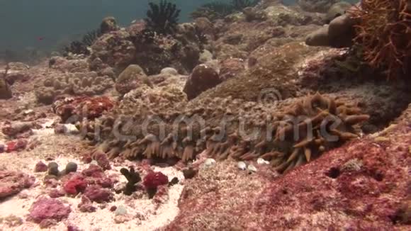马尔代夫洁净清水中海底背景海参树胶视频的预览图