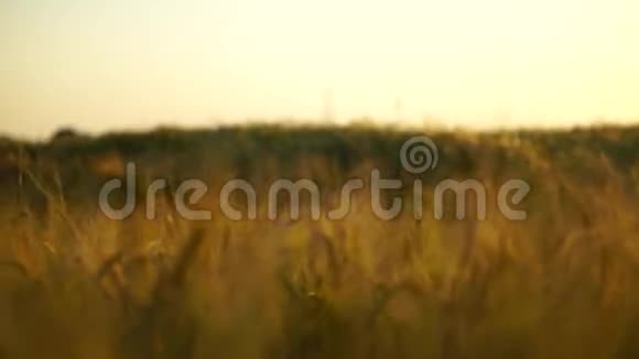 夏季日落场上的金色尖峰Stadicam浅射击射击炮视频的预览图