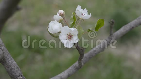 梨树的开花枝视频的预览图