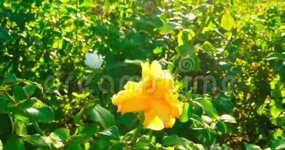 花园背景中的黄色仙女玫瑰花园花灌木玫瑰视频的预览图