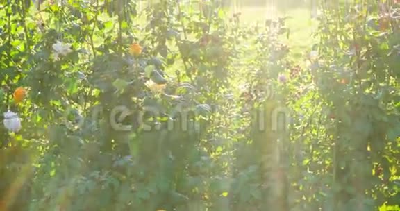 花园里美丽的玫瑰花丛有选择的焦点背光的镜头视频的预览图