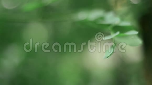 露水滴在森林的绿叶上视频的预览图