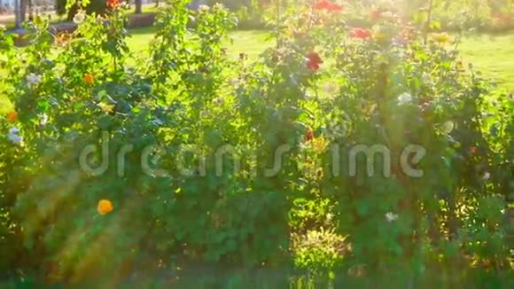 阳光明媚的一天花园里盛开的玫瑰视频的预览图