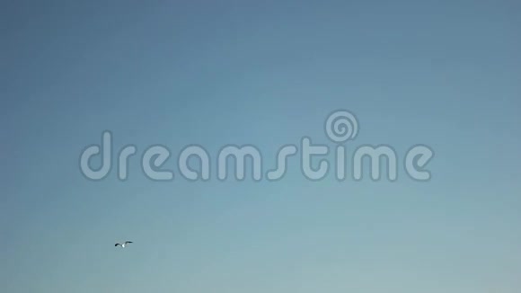 海鸥在蓝天上飞翔视频的预览图