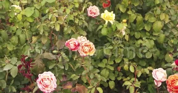 阳光明媚的一天玫瑰园里盛开着奶油玫瑰视频的预览图