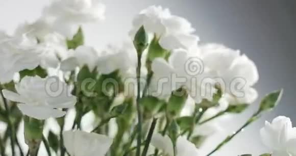 红白康乃馨花旋视频的预览图