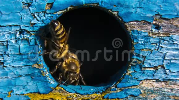 蜜蜂守护蜂巢视频的预览图