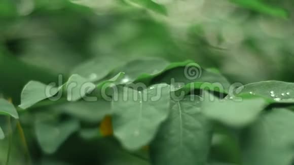 露水滴在绿林的叶子上视频的预览图