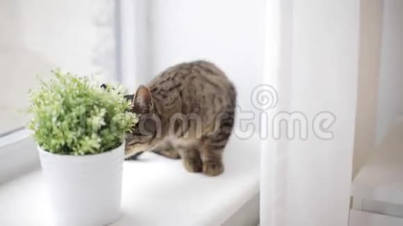 窗台上的猫在家里闻到了花盆里的花香视频的预览图