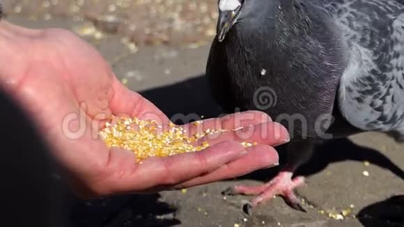 一个女人在阳光明媚的日子里用谷物喂灰鸽视频的预览图