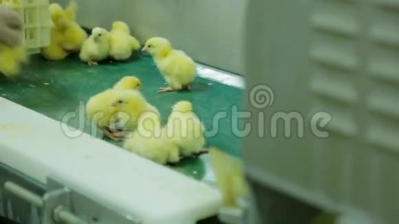 工厂里的小小鸡视频的预览图