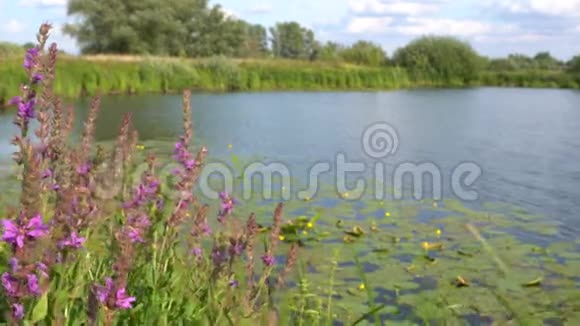 在阳光明媚的夏日湖上的风景视频的预览图