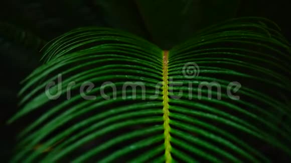 种植棕榈带长绿茎特写摄影视频的预览图