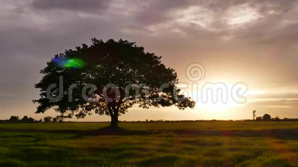 日落时草地上的大树视频的预览图