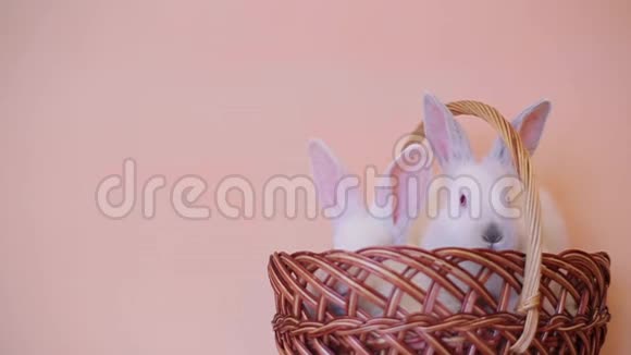 复活节和可爱的兔子在篮子里节日装饰复活节快乐视频的预览图