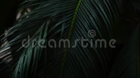 长叶的植物生长在黑暗的森林里视频的预览图