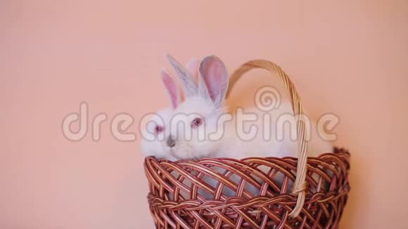 复活节和可爱的兔子在篮子里节日装饰复活节快乐视频的预览图