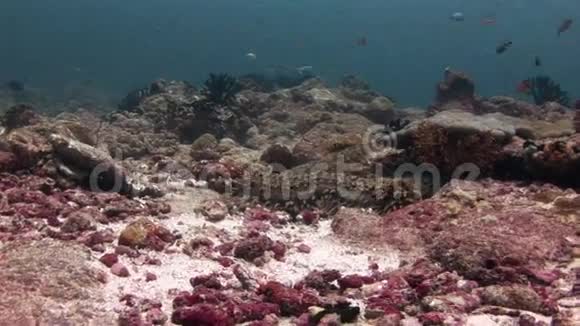 马尔代夫洁净清水中海底背景海参树胶视频的预览图