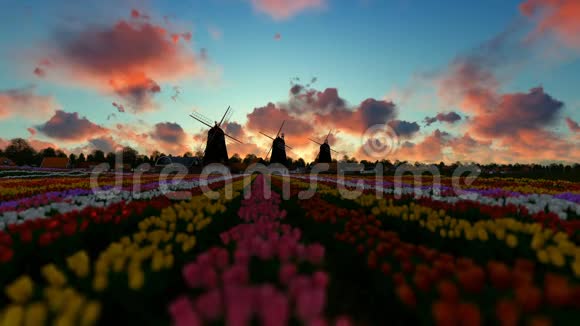 传统的荷兰风车前景充满活力的郁金香日出时间视频的预览图