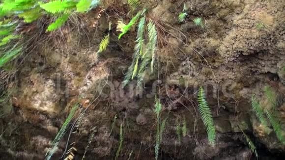 塔希提岛法属波利尼西亚的洞穴视频的预览图