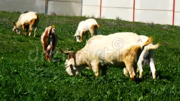 山羊在草地上吃草4K视频的预览图