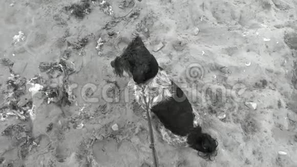 狗坐在海滩上颤抖哈瓦纳瑟因恐惧而失去和颤抖视频的预览图