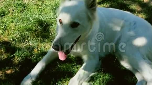 一只瑞士牧羊犬在草地上休息视频的预览图