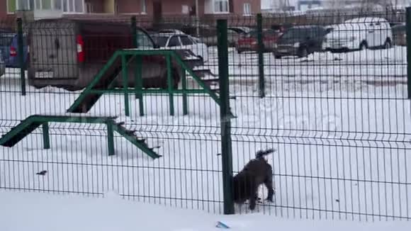 小狗跑到篱笆前开始挖雪视频的预览图