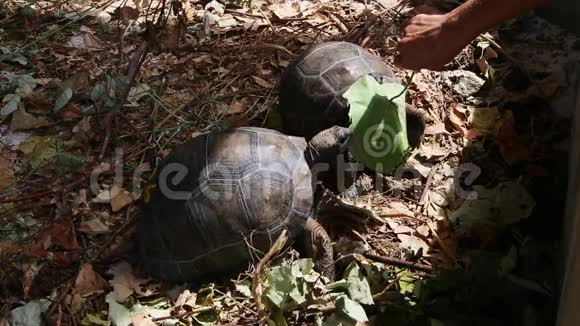 两只4岁的巨型龟在塞舌尔居里欧斯岛繁殖站视频的预览图
