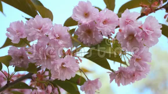 日本樱桃的分支美丽的自然景象与盛开的樱花树视频的预览图