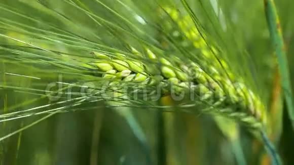 小麦在晴天发光在轻微的风上运动侧面短视频的预览图
