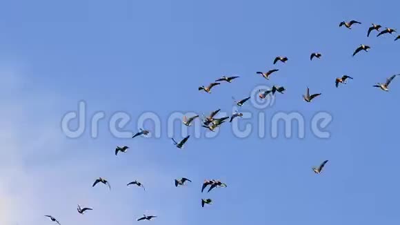 一群鹅在蓝天上飞翔视频的预览图