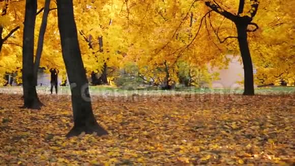 秋天伊兹梅洛沃公园里橘黄色的枫叶美丽的秋色背景视频的预览图
