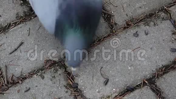 哥伦巴利维亚鸽子在鹅卵石人行道上吃葵花籽录像片视频的预览图