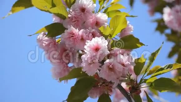 美丽的樱花春花春天的花朵背景视频的预览图