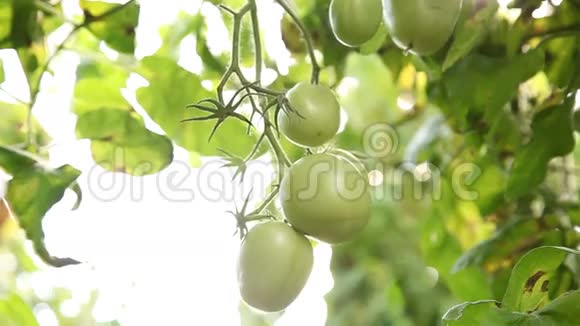 绿色的西红柿在藤蔓上成熟视频的预览图