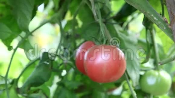 绿色的西红柿在藤蔓上成熟视频的预览图