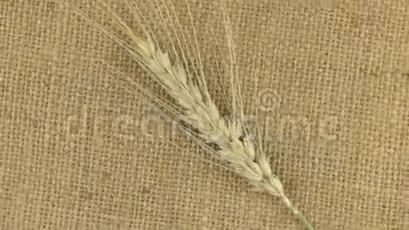 小麦小穗倒伏在土拨鼠上的旋转视频的预览图