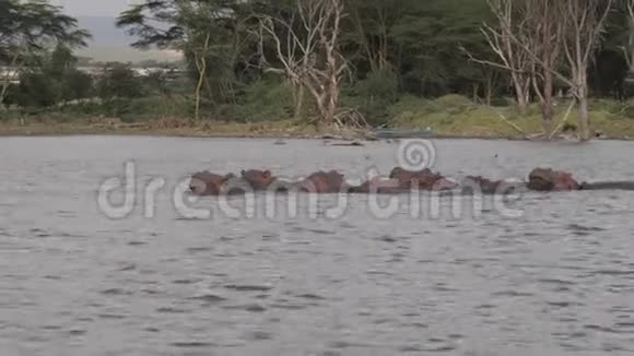 一群非洲河马在湖里休息和睡觉视频的预览图