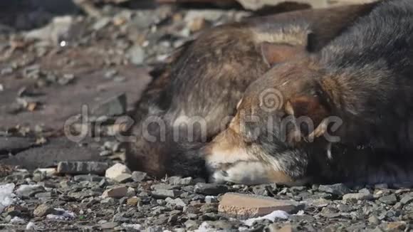 冰冻的无家可归的狗躺在地上一群冰冻的被遗弃的无家可归的狗互相温暖这就是视频的预览图