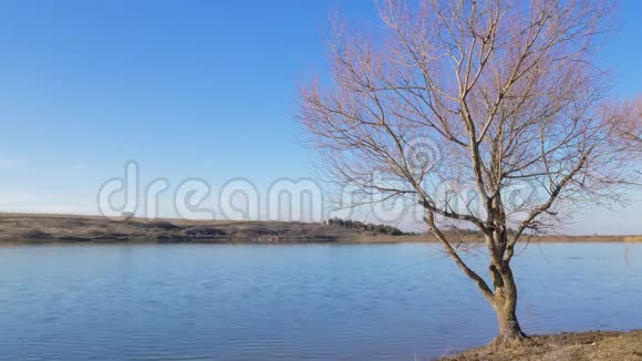 春天湖边的裸树视频的预览图