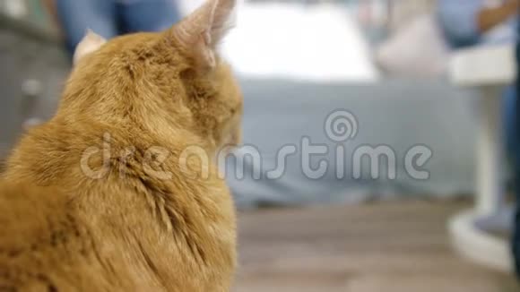 一只可爱的姜猫休息视频的预览图