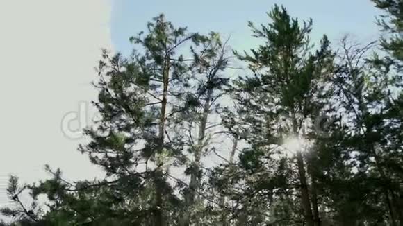 阳光冲破森林中的松树视频的预览图