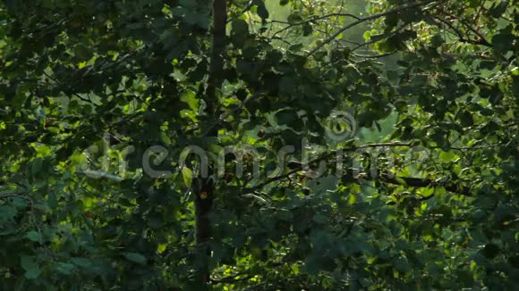 昆虫在森林里飞翔博克背景循环视频的预览图