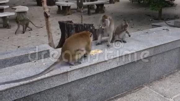 泰国克拉比省老虎洞寺的猴子打架和吃玉米和香蕉视频的预览图