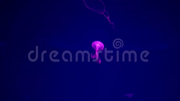 特写水母美杜莎在鱼缸与霓虹灯杰利菲视频的预览图