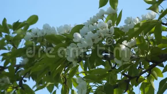 开花的果树视频的预览图