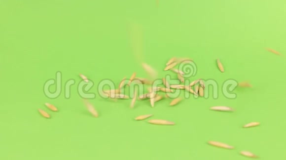 落粒的燕麦在一堆燕麦上的绿色屏幕上视频的预览图