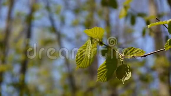 早春的榛树在森林宏观静态摄像机视频的预览图