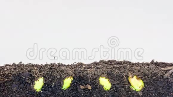 大豆种子在白色背景下生长视频的预览图